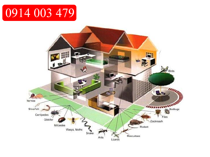 Diết mối công trình tại Đà Nẵng